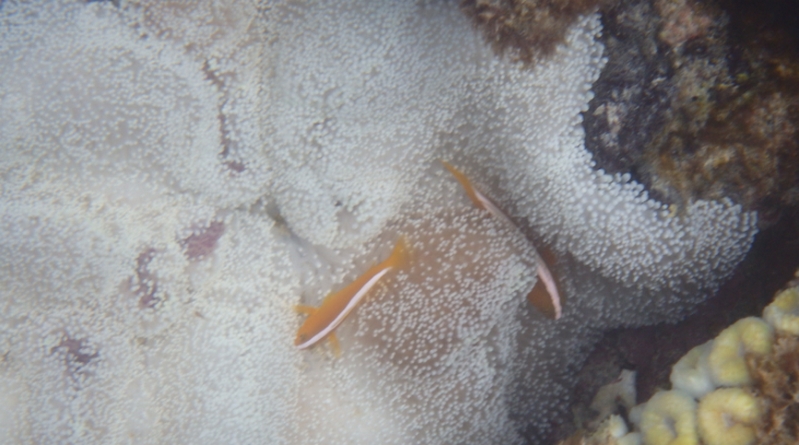 ���Z�Ȃ��A�{���̗��R�b�_�C�G�b�g��`�q�����L�b�g�I�y��`�q���m�z
���T�C�g